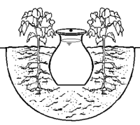 Schematic view of an unglazed, baked earthen pitcher used for vegetable irrigation. - Click to enlarge Schematic view of an unglazed, baked earthen pitcher used for vegetable irrigation.