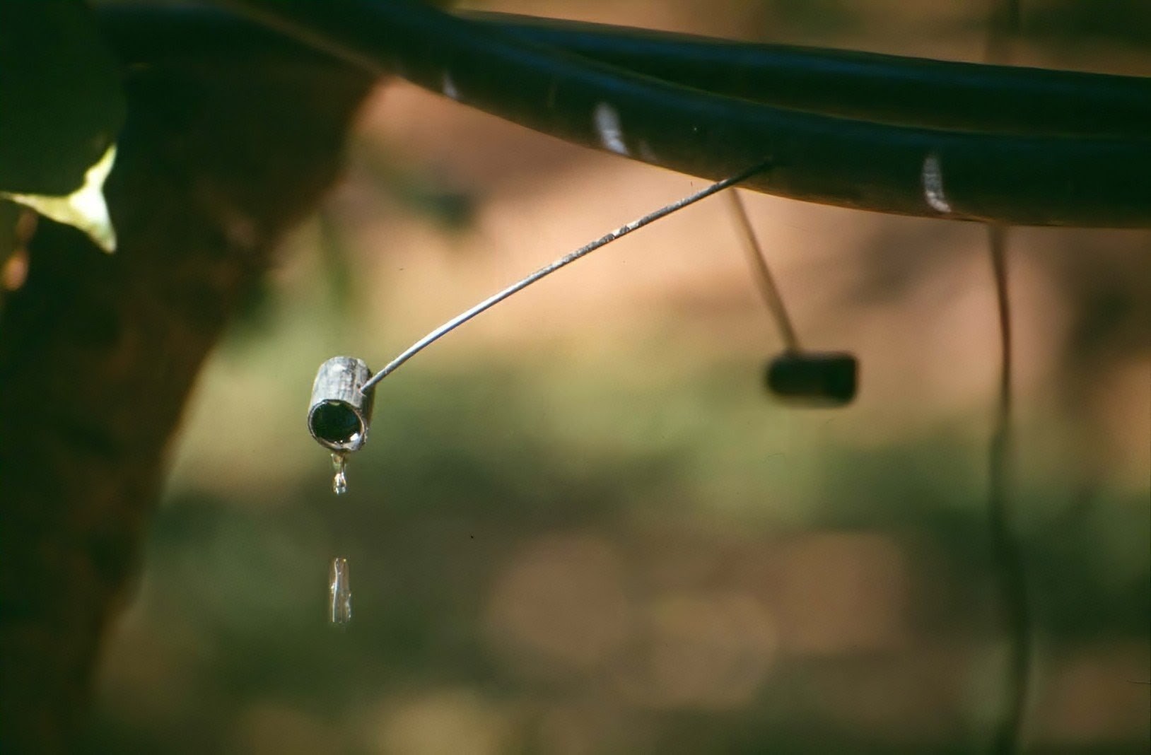 Microtube emitter - Drip irrigation in an orchard, Australia 1984. - Click to enlarge Microtube emitter - Drip irrigation in an orchard, Australia 1984.